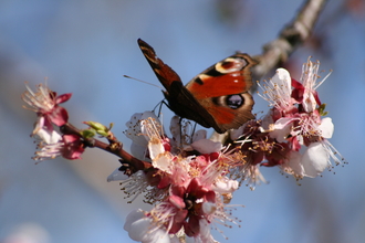Peacock butterfly on blossom