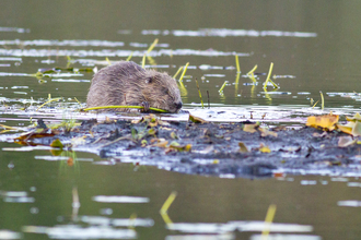 Scottish Wildlife Trust beaver ©Steve Gardner