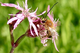 Long-horned bee - P.Brook