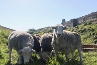 Sheep at Dover Castle