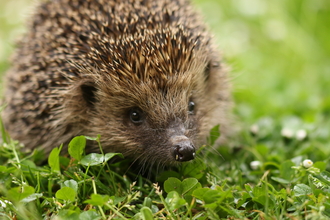 Hedgehog by S Rothchild