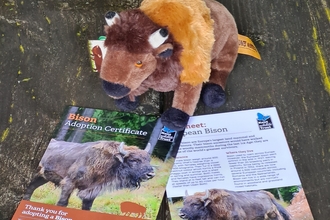 adopt a bison pack including soft toy, certificate and fact sheet
