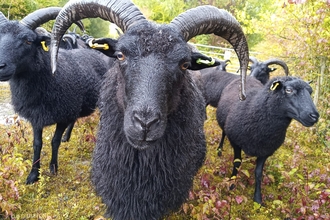 Face shot of a hebridean sheep with horns