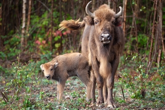 Bison calf and mum Wilder Blean