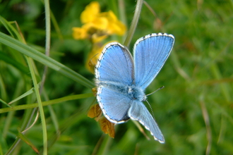 Adonis blue butterfly
