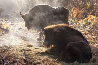 The bison in Wolf Wood