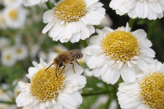 Colletes daviesanus (solitary bee) by Rosie Bleet
