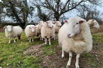 White-faced woodland sheep