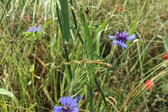 A close up of mixed wildflowers growing at Polhill reserve