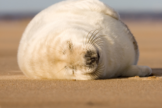grey seal pup asleep on beach