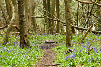Covert wood image of woodland floor with path running through it and bluebells carpeting both sides