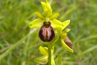Early spider orchid at Queendown Warren nature reserve