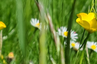 Long grass with buttercups and daisies