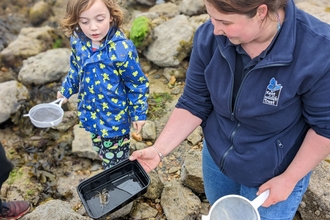 child rockpooling on a pebbly beach with adult holding out a tray which has a crab in it. 