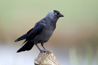 Jackdaw perched on a wooden pole with faded background