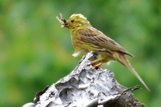Yellowhammer bird perching on a log of wood with an insect in its beak