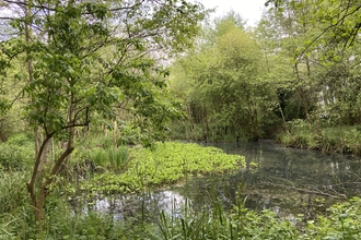 Bog and pond at Sevenoaks