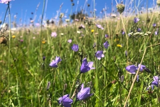 Harebells flowering in grassland in the foreground and a blue clear sky showing in the background