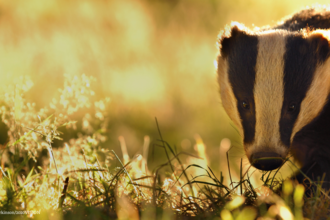 Badger really close to the camera looking at it with a light background and the sun twinkling on the ground vegetation