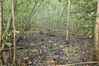 Remnants of a fire started at Blean woods by campers