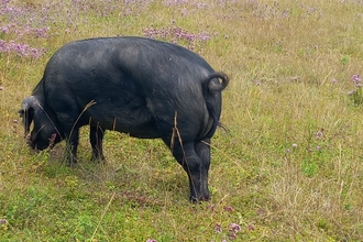 Large Black Pig on grassland