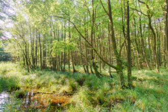 woodland scene with visible line of thin trees ending and a wet pond area beginning