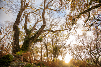 Ash tree pictured from below in dappled sunlight © Ben Porter