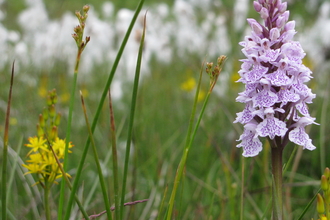 Heath spotted orchid at Hothfield Heathlands