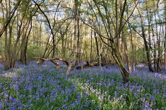 A carpet of bluebells at Hunt's Wood.