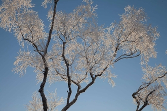 A frost-covered tree in winter.