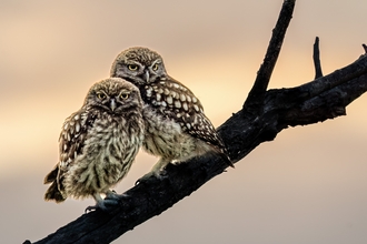 Two little owl brothers sit on a branch.