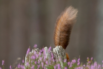 A red squirrels fluffy tail sticking up from behind a log and heather.