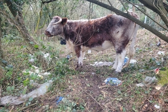 Cow among litter