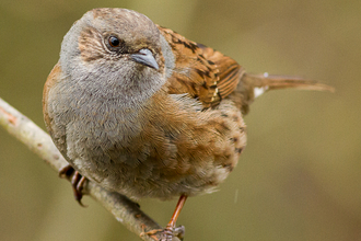 A dunnock looking curious on a branch.