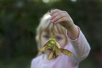 A child holding a sycamore seed to the camera