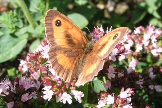 A gatekeeper butterfly on a pink marjoram flower.
