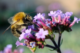 Common Carder Bumblebee