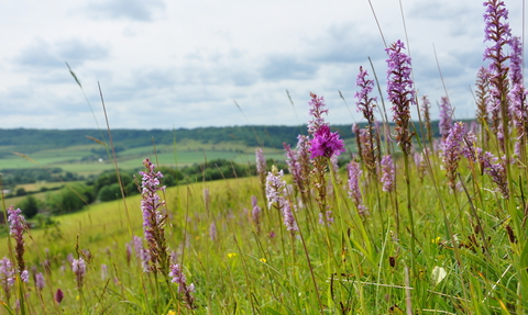 Chalk downland with fragrant and pyramidal orchids at Fackenden Down, photo by Beth Hukins
