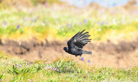 A flying chough over grassland