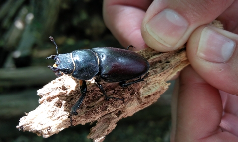 Female stag beetle on a piece of wood being held by a child at a Kent Wildlife Trust education day