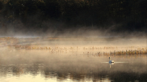 Swan in the mist, photo by Fran French