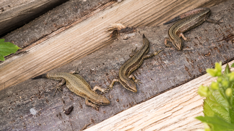 Viviparous Lizards at Polhill Bank, photo by Gareth Christian