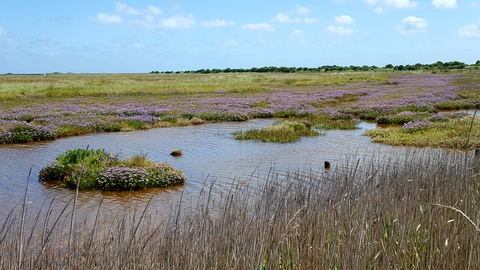 Wetland at Sandwich and Pegwell Bay, photo by Vicky Aitkenhead