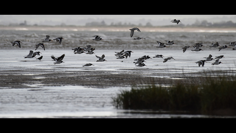 Birds at Pegwell Bay, photo by Russell Miles