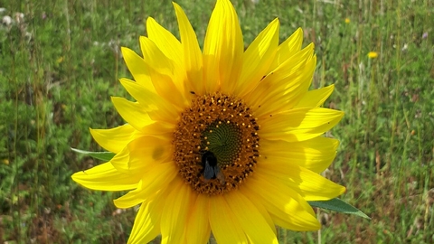 Sunflower at Nashenden Down, photo by Dave Watson