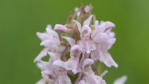 Early marsh orchid 