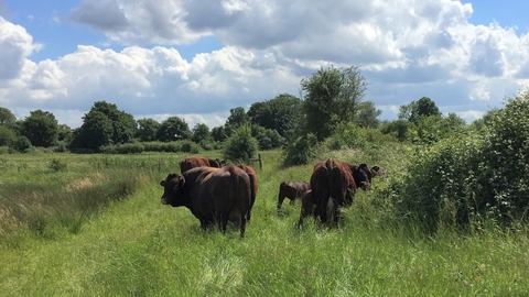 Sussex cattle at Holborough
