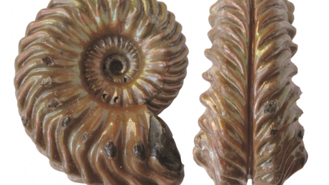 Folkestone Ammonite by Philip Hadland