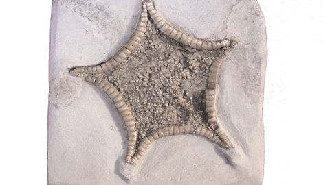 chalk starfish by Philip Hadland