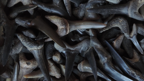 Shark teeth bundle (Philip Hadland)